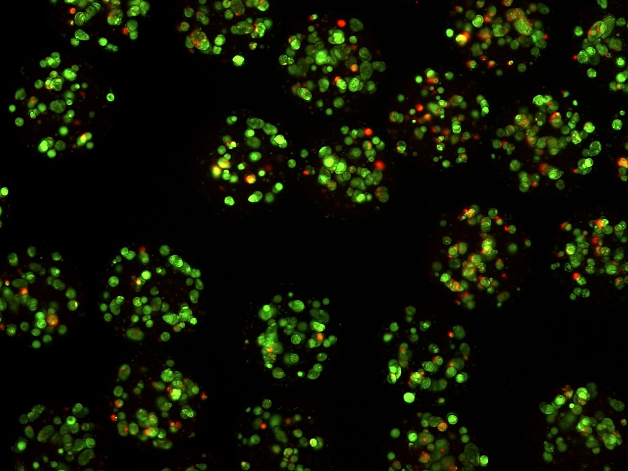 Position II estudiará catéteres de última generación