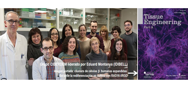 Trabajan en una nueva estrategia para generar células productoras de insulina mediante nanofibras de péptidos autoensamblantes