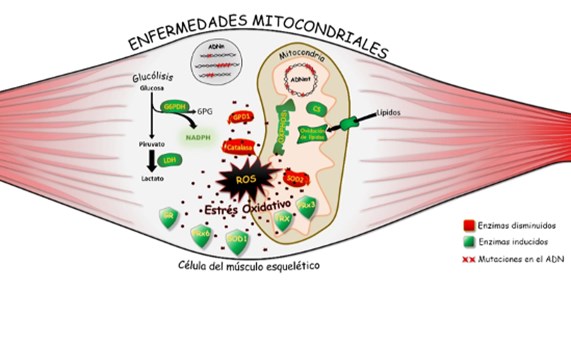 Distintas enfermedades mitocondriales convergen en la misma huella metabólica: el daño oxidativo de las proteínas