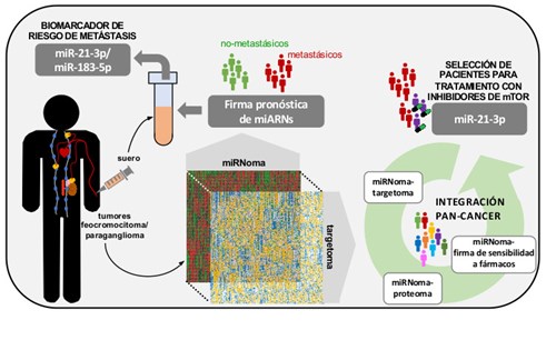 Feocromocitoma - Artículos - IntraMed