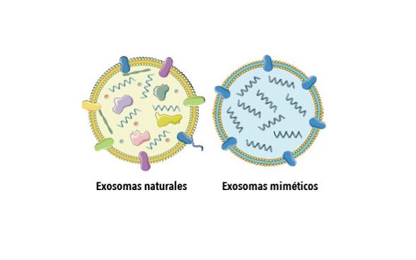 Describen el desarrollo y caracterización de nanosistemas que mimetizan exosomas para el transporte selectivo de fármacos