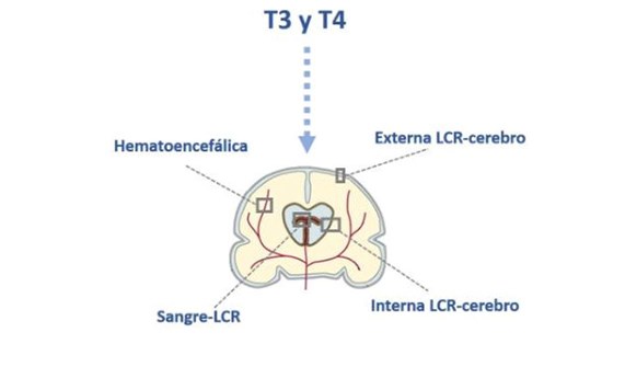 Describen dos nuevas vías de acceso de las hormonas tiroideas al cerebro fetal