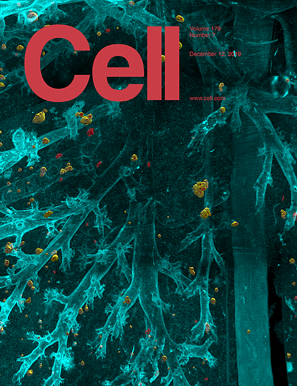 Un estudio genético internacional revela nuevos genes con efectos sobre varias enfermedades psiquiátricas