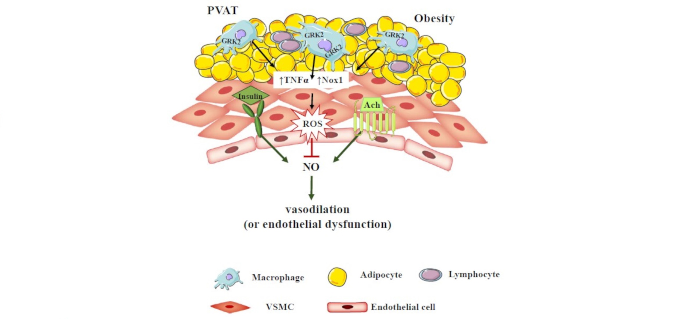 Descubierto un nuevo mecanismo de prevención del daño vascular inducido por obesidad