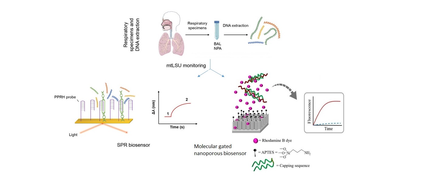 Desarrollan biosensores para la mejor detección del hongo P. jirovecii, responsable de la neumonía por Pneumocystis