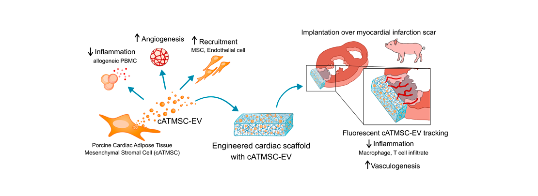 Bioimplantes con vesículas extracelulares de células madre para controlar y favorecer la reparación del músculo cardiaco después de un infarto