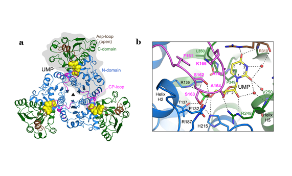 La primera estructura de la proteína ATC de una planta revela su mecanismo de inhibición