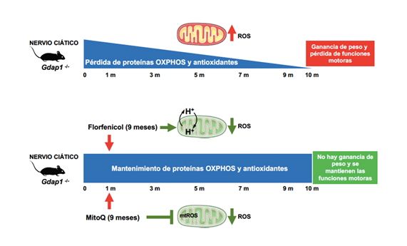 Proponen prevenir el daño oxidativo mitocondrial como diana terapéutica de la enfermedad de Charcot-Marie-Tooth