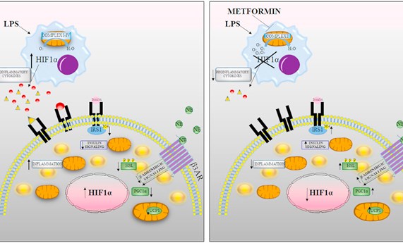 Revelan el papel antiinflamatorio de la metformina en el tejido adiposo marrón en animales obesos