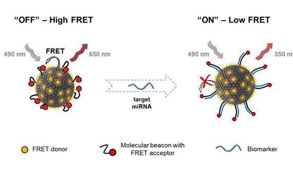 Nuevas nanovesículas fluorescentes para detección intracelular de biomarcadores