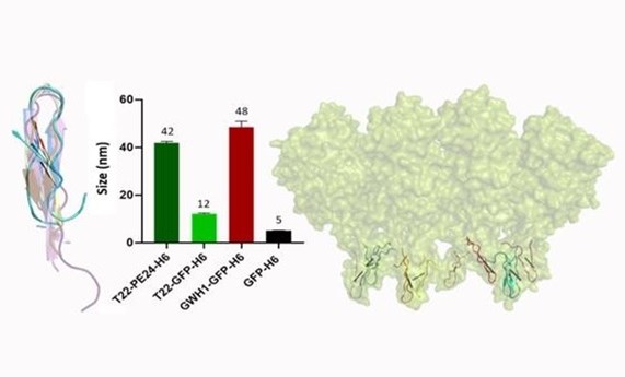 Describen la actividad antimicrobiana del péptido T22, un ligando específico del marcador tumoral CXCR4