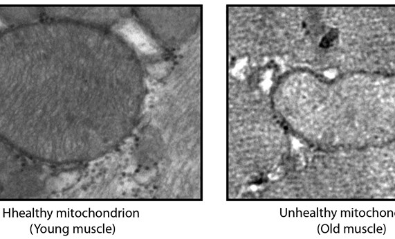 El funcionamiento correcto de las mitocondrias  evita la atrofia muscular en el envejecimiento