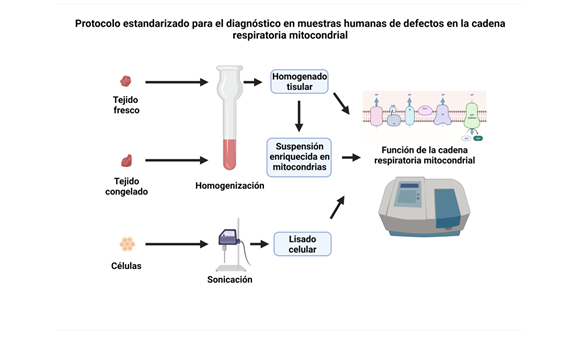 Proponen un protocolo estandarizado para el diagnóstico de defectos en la cadena respiratoria mitocondrial