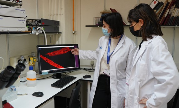 Identifican un nuevo mecanismo implicado en la deficiencia energética del corazón durante el envejecimiento Identifican un nuevo mecanismo implicado en la deficiencia energética del corazón durante el envejecimiento