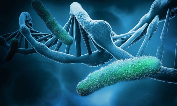 Estudian la propagación interregional de dos bacterias resistentes a antibióticos secuenciando su genoma completo Estudian la propagación interregional de dos bacterias resistentes a antibióticos secuenciando su genoma completo