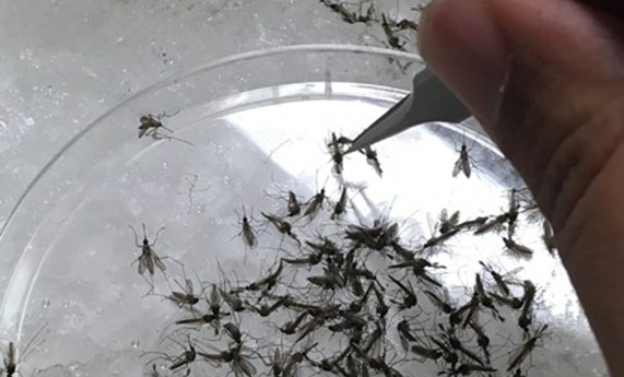 Un estudio desvela la composición de la microbiota del mosquito Culex perexiguus, principal vector del virus del Nilo Un estudio desvela la composición de la microbiota del mosquito Culex perexiguus, principal vector del virus del Nilo