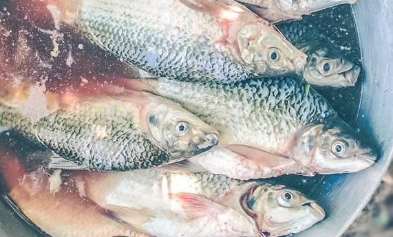 El consumo de pescado durante el embarazo es beneficioso para el desarrollo cognitivo de los niños El consumo de pescado durante el embarazo es beneficioso para el desarrollo cognitivo de los niños