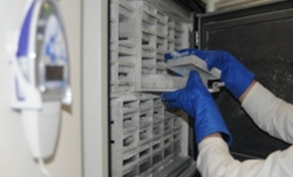 La Plataforma Biobanco Pulmonar del CIBERES focaliza sus esfuerzos en la obtención de muestras de pulmones sanos y de patologías de difícil acceso La Plataforma Biobanco Pulmonar del CIBERES focaliza sus esfuerzos en la obtención de muestras de pulmones sanos y de patologías de difícil acceso