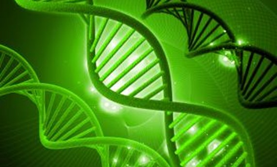 Identifican el ADN que regula la actividad en el páncreas humano, asociado a la diabetes Identifican el ADN que regula la actividad en el páncreas humano, asociado a la diabetes
