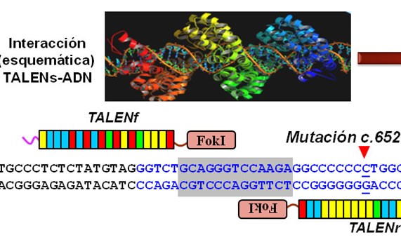 Corrigen por edición génica una mutación en el gen 'COL7A1' causante de la epidermolisis bullosa distrófica recesiva