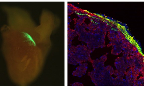 La iluminación de tres fotones puede activar proteínas en tejidos profundos La iluminación de tres fotones puede activar proteínas en tejidos profundos
