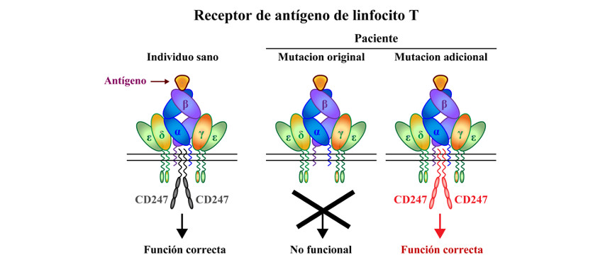 Un caso de inmunodeficiencia revela nuevos aspectos sobre el funcionamiento y relevancia clínica del receptor de antígeno de los linfocitos T humanos