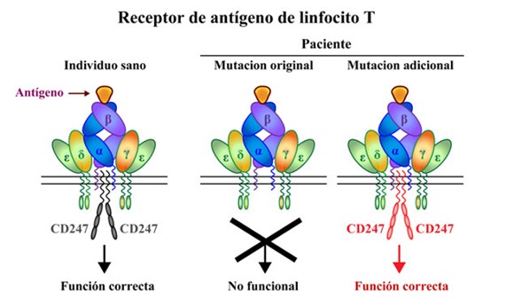 Un caso de inmunodeficiencia revela nuevos aspectos sobre el funcionamiento y relevancia clínica del receptor de antígeno de los linfocitos T humanos