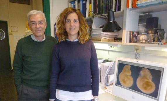 Descubren un gen que protege de las malformaciones causadas por la diabetes materna durante la gestación Descubren un gen que protege de las malformaciones causadas por la diabetes materna durante la gestación