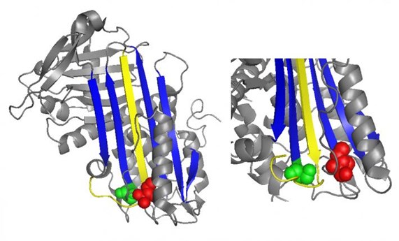 Identifican nuevas mutaciones en la proteína antitrombina implicadas en las trombosis